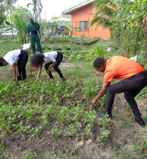 Agriculture Training